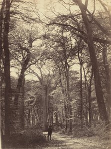 Scena di Foresta da Constant Alexandre Famin