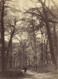 Scena Forestale da Constant Alexandre Famin