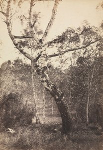 Studio di una betulla, Barbizon