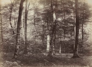 Senza titolo (La foresta di Fontainebleau) da Constant Alexandre Famin
