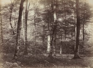 Senza titolo La foresta di Fontainbleau da Constant Alexandre Famin