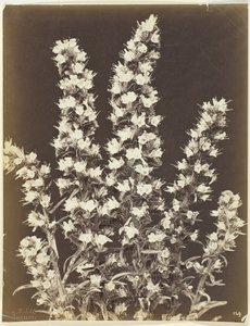 Senza titolo [pianta fiorita], c. 1870