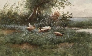Anatre vicino a uno stagno