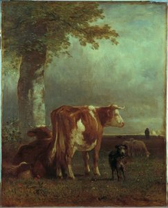 Mucche al pascolo