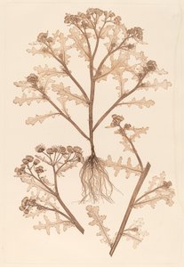 Senecio viscosus da Constetin von Ettinghausen and Alois Pokorny