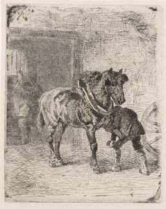 Cavallo ferrato in una fucina