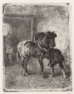 Cavallo che riceve ferri di cavallo in una fucina