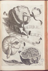 Arancia cornuta, tavola 409 da "Hesperides sive de Malorum Aureorum Cultura et Usu Libri Quatuor" di Giovanni Battista Ferrari