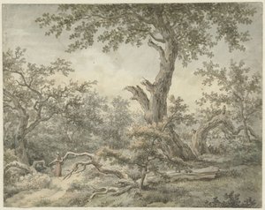 Paesaggio boschivo