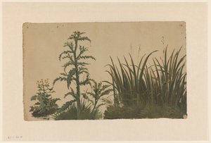 Cardo e canna