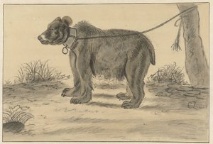 Orso legato a un albero da Cornelis Saftleven