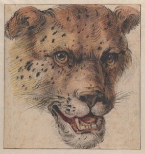 La testa di un leopardo da Cornelis Saftleven