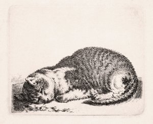 Gatto che dorme, c.1607-81 da Cornelis Saftleven