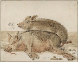 Due maiali da Cornelis Saftleven