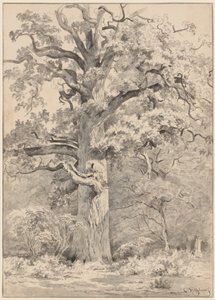 Una grande quercia al margine di una foresta da Cornelis Steffelaar