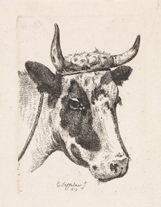 Testa di una mucca maculata