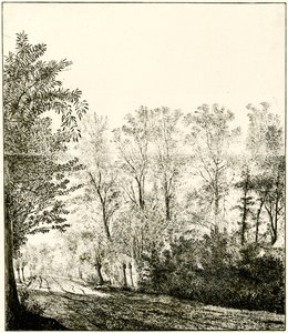 Sentiero attraverso una foresta