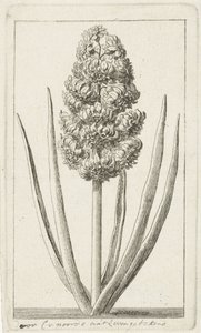 Giacinto da Cornelis van Noorde
