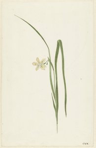 Iris da Cornelis van Noorde