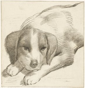 Cane sdraiato da Cornelis van Noorde