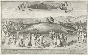 Capodoglio arenato a Egmond aan Zee, 1764 da Cornelis van Noorde