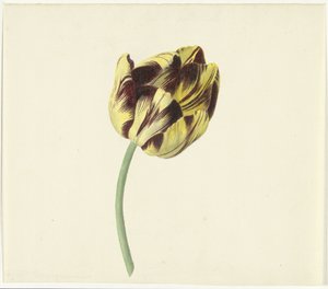 Tulipano chiamato Bizard Pontifex Romanus da Cornelis van Noorde