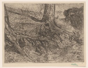Radici di alberi