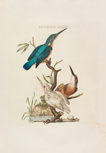 Nederlandsche vogelen: volgens hunne huishouding, aert, en eigenschappen, 1770-1829 da Cornelius Nozeman