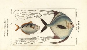 Pesce pompano africano, Alectis ciliaris, Blepharis ciliaris, Blefaride ciliare 1 e pesce pony, Poulain ruse, Leiognathus equulus 2 da Corsi Corsi
