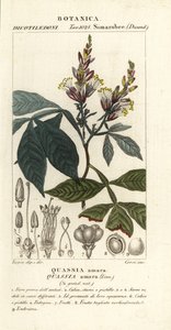 Quassia amara