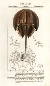 Granchio a ferro di cavallo atlantico, Limulus polyphemus