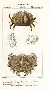 Granchio scatola e granchio Aethra