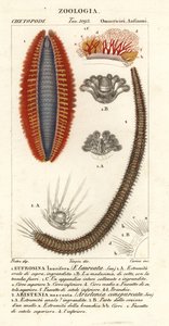 Vermi setolosi o topi di mare