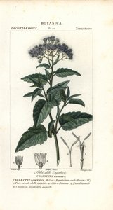 Agerato, Ageratum corymbosum da Corsi Corsi