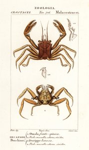 Granchio portatore e granchio dorripide da Corsi Corsi