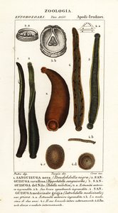Sanguisuga nera comune, Hirudo verbana, var