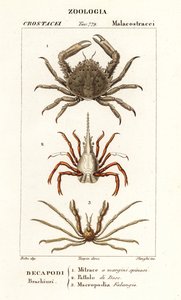 Granchio corallino, granchio freccia e granchio ragno di Leach