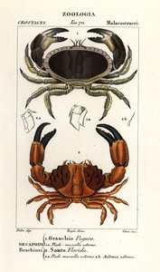 Granchio commestibile e granchio solcato