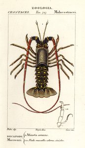 Aragosta spinosa europea, Palinurus elephas
