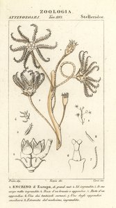 Encrinoide estinto Encrinus