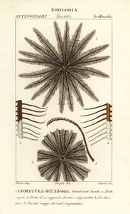 Stella piumata, Oligometrides adeonae, Comatula adeonae, Comatula dell