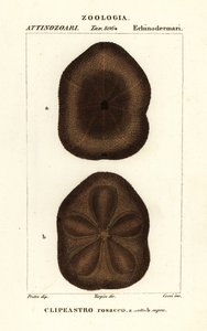 Riccio di mare piatto, Clypeaster rosaceus da Corsi Corsi