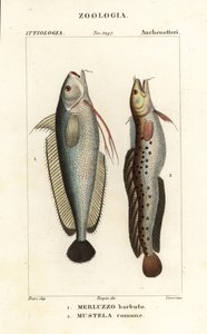 Brosmio, Phycis phycis 1 e mustella a cinque barbe, Ciliata mustela da Corsi Corsi