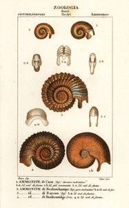 Fossili di specie di ammoniti estinte