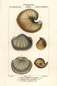 Fossili di brachiopodi estinti