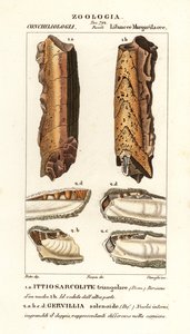 Fossili di molluschi estinti da Corsi Corsi