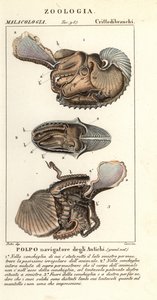 Polpo argonauta maggiore, Argonauta argo da Corsi Corsi