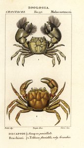 Hemigrapsus penicillatus e Potamon fluviatile