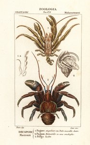 Granchi eremiti e granchio del cocco da Corsi Corsi