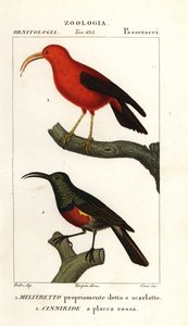 Iiwi e nettarinia doppio-collare maggiore